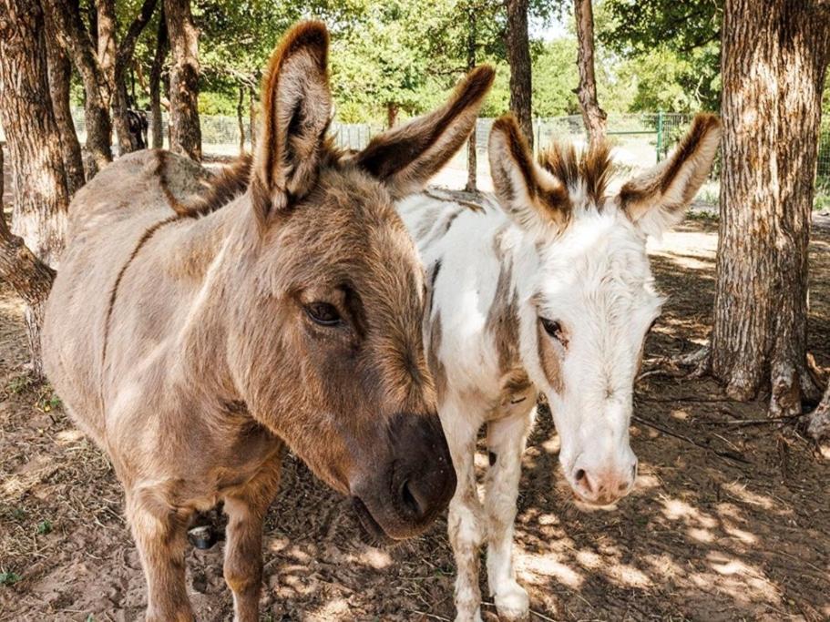 Stay On A 350-Acre Cattle Ranch! Brazos River! Tubing! Petting Zoo! Уэтерфорд Экстерьер фото